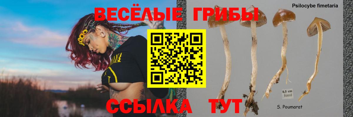 Псилоцибиновые грибы мицелий  Псилоцибиновые грибы Psilocybe  Вход с VPN  Благовещенск 